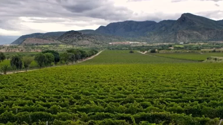 Cuecas alrededor de las viñas será una experiencia inolvidable