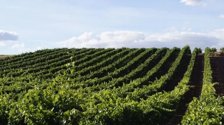 Abierto EL plazo para el curso de Ampelografía en Chile.