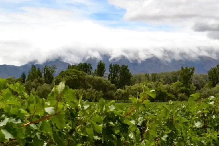 La globalización favoreció al descubrimiento de los vinos bolivianos.