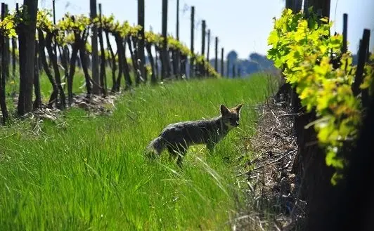 La viña se ubica en el Valle de La Concepción, Tarija.