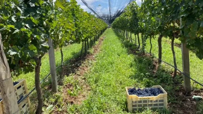 Urgente cambiar el modelo de sostenibilidad de la tierra con nuevas tecnologías