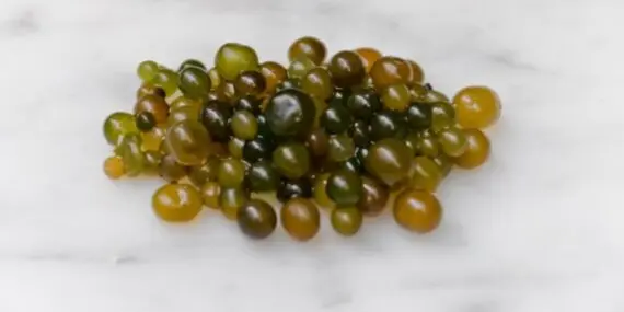 Cushuro, Nostoc o Murmuta