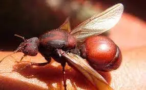 Hormigas culonas