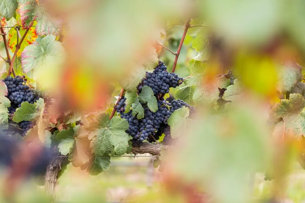 Lilo tiene el don de mirar más allá de lo evidente.